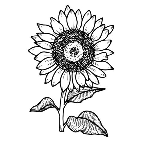 Premium Vector Doodle Sunflower Illustration