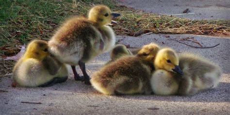 Reflections from Bon Bon Pond: Today's Adorableness