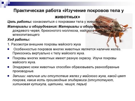 Животные. Покровы тела - online presentation