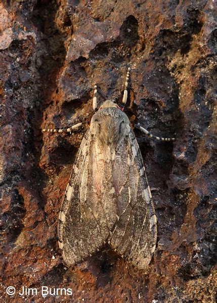 Edwards Glassy Wing Moth