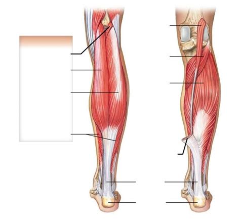 Muscles Of Lower Limb Posterior View Diagram Quizlet