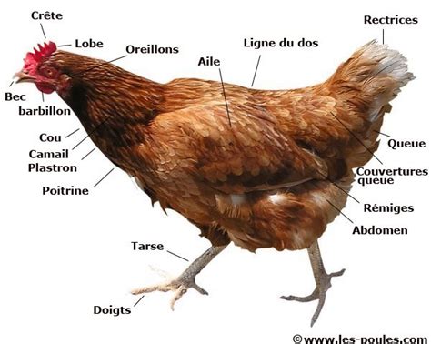 D Couvrez L Anatomie De La Poule En Un Clin D Oeil Gr Ce Cette Photo