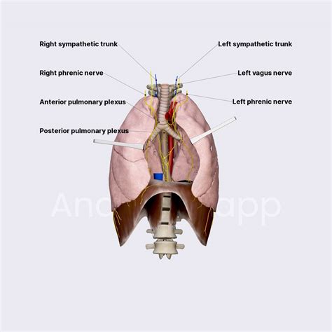 Nerve Supply Of Lungs Lungs Thorax Anatomy App Learn Anatomy