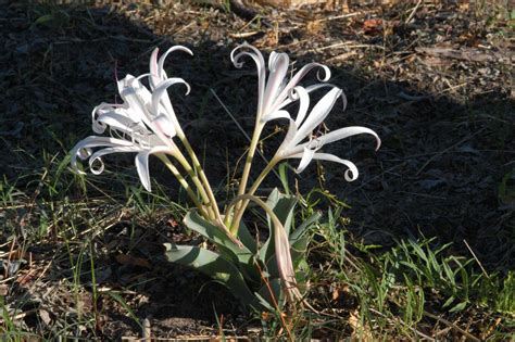 Crinum Crassicaule Baker Plants Of The World Online Kew Science