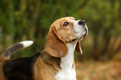 Rasseportrait: Beagle - Charakter & Eigenschaften | Deine-Tierwelt.de ...