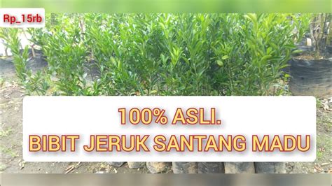 100 Asli BIBIT JERUK SANTANG MADU Harga 15ribuan Saja YouTube