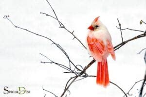 Albino Cardinal Spiritual Meaning