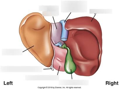 Posterior Inferior View Diagram Quizlet