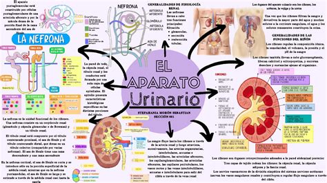 Mapa Mental DE Aparato Urinario EL APARATO Urinario La Sangre Fluye