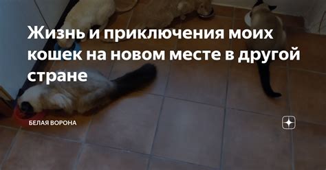 Жизнь и приключения моих кошек на новом месте в другой стране | Белая ...
