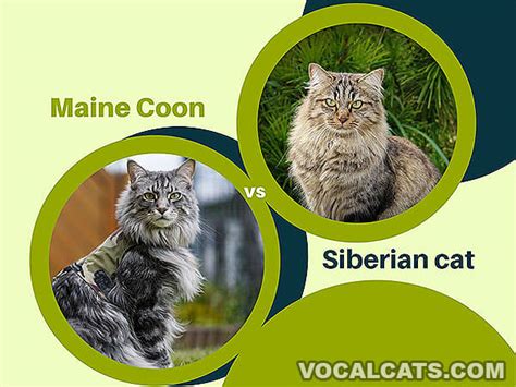 Siberian Maine Coon Mix Complete Guide Vocal Cats