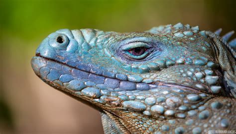 Grand Cayman Blue Iguana | Will Burrard-Lucas