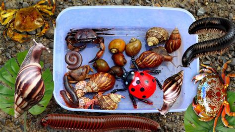 Hunting Snail Mencari Kepiting Kelomang Bekicot Kaki Seribu Keong