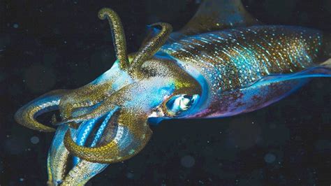 Underwater pile driving noise causes alarm responses in squid - SEAWANDERER