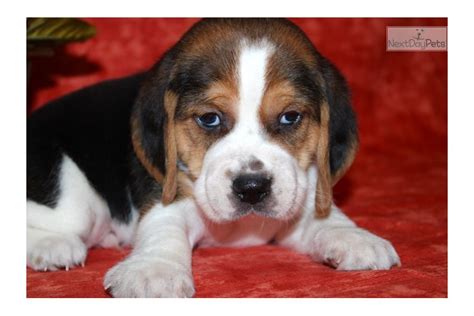 Archie Beagle Puppy For Sale Near Sioux City Iowa A9535aed F5a1