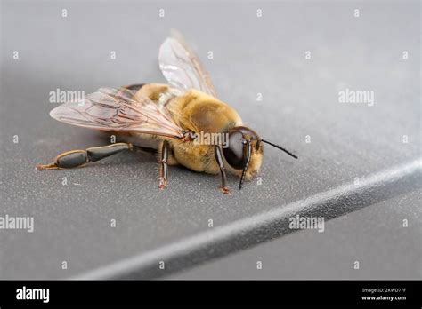 Drone Of A Bee Colony Insect Close Up Male Honey Bee Apis Mellifera