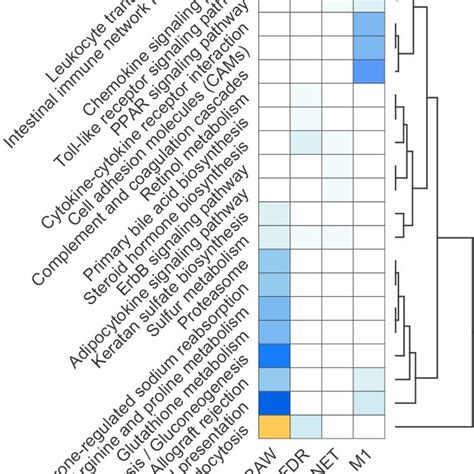 Figure S Summary Of Functional Enrichment Analysis Heatmap