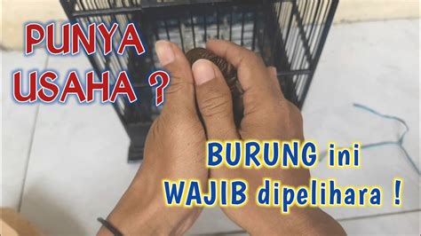 TIDAK PUNAH WALAUPUN RAMAI DIJUAL BELIKAN Burung Mistis Asli Jawa