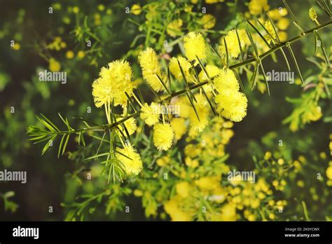 Prickly Moses Acacia Pulchella In Flower Native Australian Plant