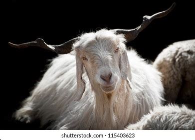 Pashmina goat Images, Stock Photos & Vectors | Shutterstock