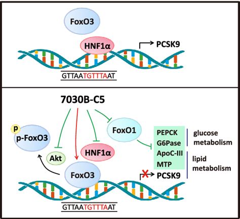 Figure 6 From A Small Molecule Inhibitor Of Pcsk9 Transcription