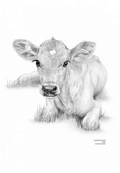 Jersey Cow Calf Art Drawing Prints A4 A3 Size Greetings Note Card