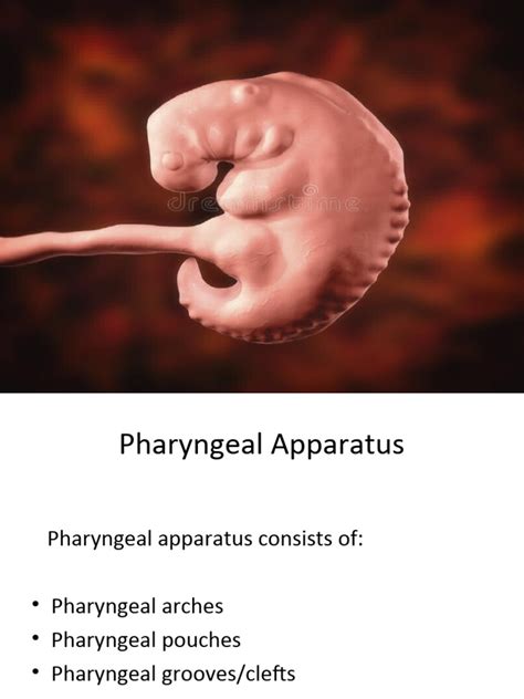 02 Pharyngeal Arches Pouches And Clefts Pdf Anatomy Human Anatomy