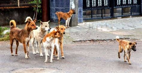 Kerala Hit By Escalating Man Stray Dog Conflict