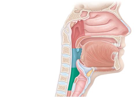 pharynx Diagram | Quizlet