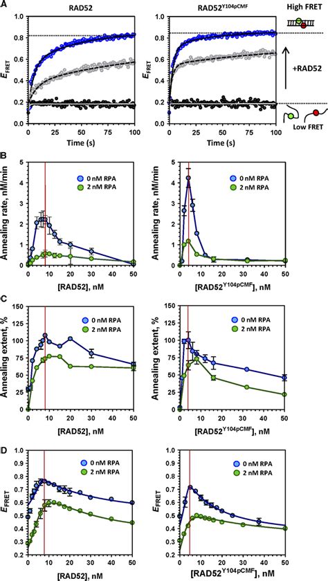 Tyrosine Phosphorylation Enhances RAD52mediated Annealing By