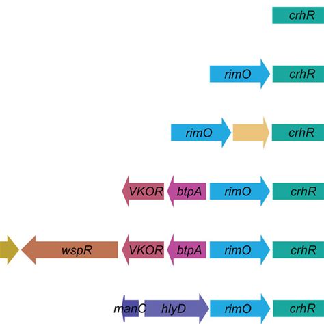 Conserved Gene Sequence Surrounding Crhr Like Dead Box Rna Helicases