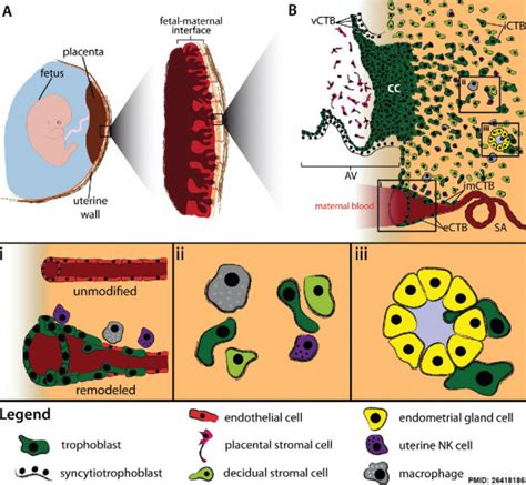 Trophoblast Embryology