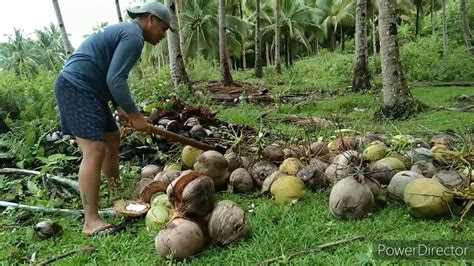 Harvesting Coconut Tisoy Tv Youtube