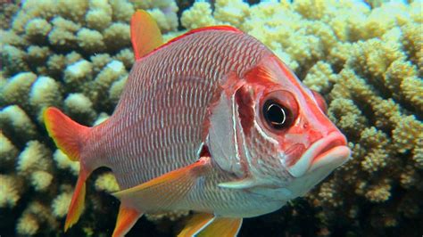 Behaviors Of Butterflyfish And Squirrelfish Britannica