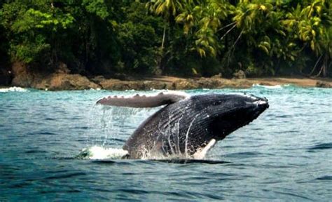 Costa Rica Whale Watching Tour Guide Where To Go When Whale Watching