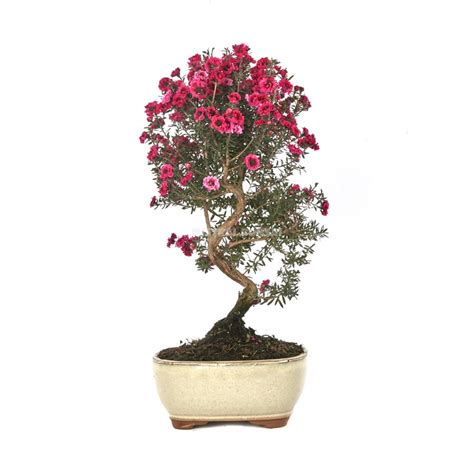 Leptospermum scoparium. Bonsai 8 years. Manuka | Mistral Bonsai