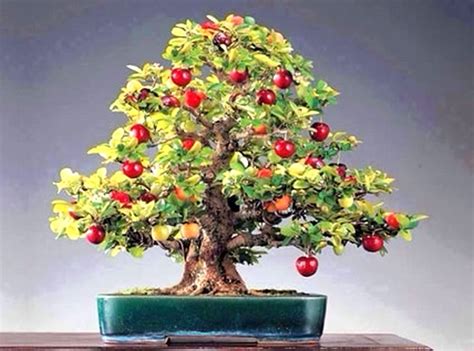 A Guide To Growing Bonsai Fruit Trees