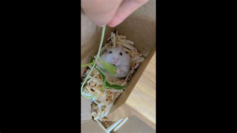 Mochi Hamster Eating Show 모찌햄스터 먹방쇼 Youtube