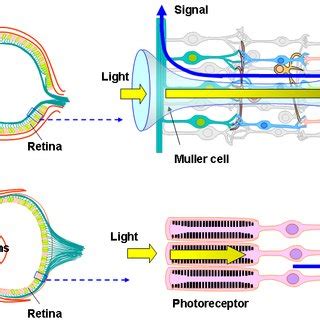 Giant Squid Eye Diagram | Bruin Blog