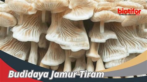 Budidaya Jamur Tiram Panduan Lengkap Menanam Di Rumah