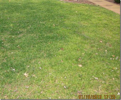 Fescue Yellowing Walter Reeves The Georgia Gardener