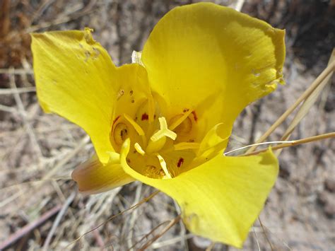 Withering Flower Photos Of Calochortus Aureus Liliaceae