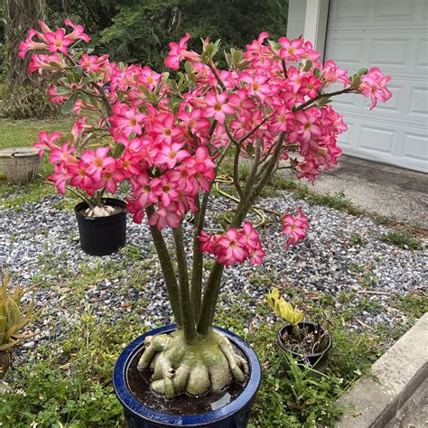 Desert Rose Plant 4 To 5 Inches Height Adenium Desert