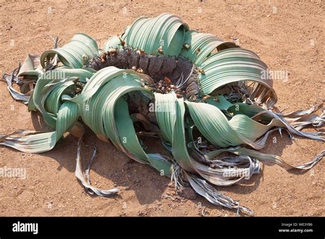 Welwitschia Mirabilis Flor En El Desierto De Namib Vista Superior De