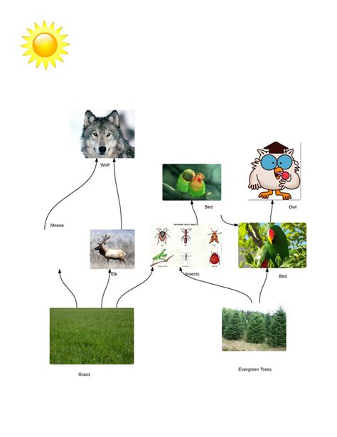 Food Web