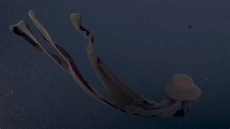 Ultra-Rare ‘Giant Phantom Jellyfish’ Observed Deep in the Ocean