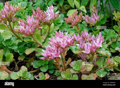 Caucasian Stonecrop Sedum Spurium Pink Flowers And Leaves Stock Photo