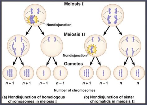 Unit 4 Cell Cycle