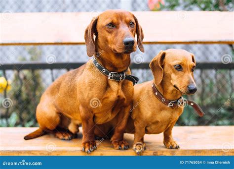 Dachshund Dog In Outdoor Beautiful Dachshund Sitting In The W Stock