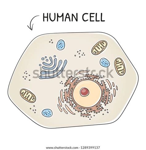 Crosssection View Human Cell Cell Organelles Stock Vector (Royalty Free ...